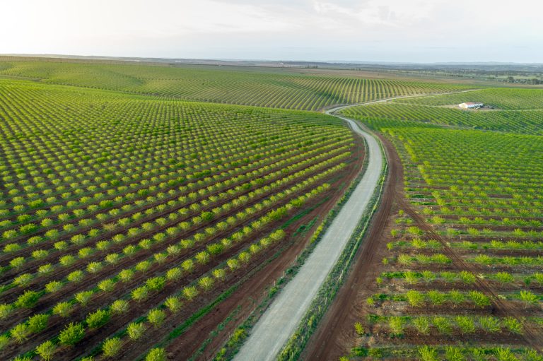 Aereal views of almond tree plantation in Alentejo, Portugal